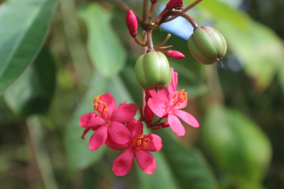 Jatropha integerrima Jacq.